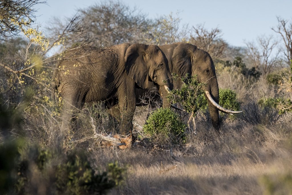 Elephants near farms in Sagalla, Kenya