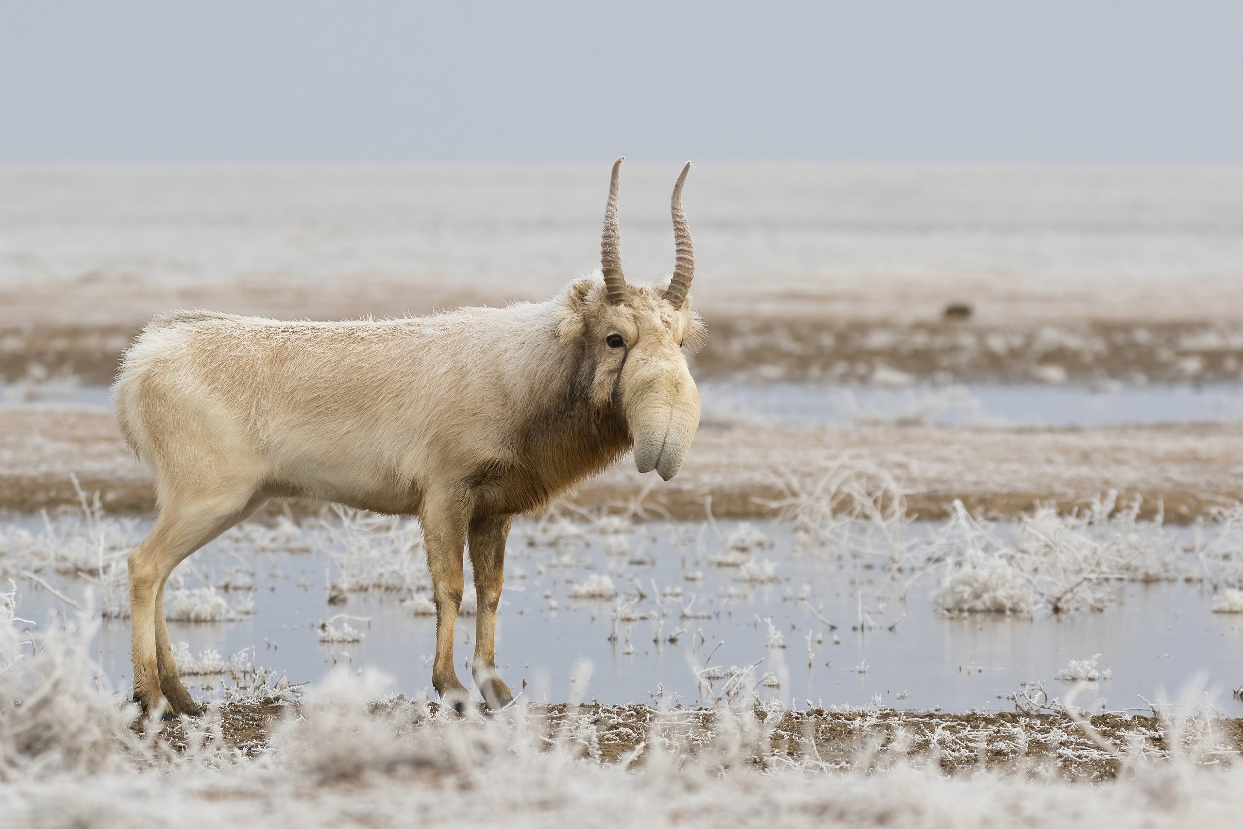 saiga antelope