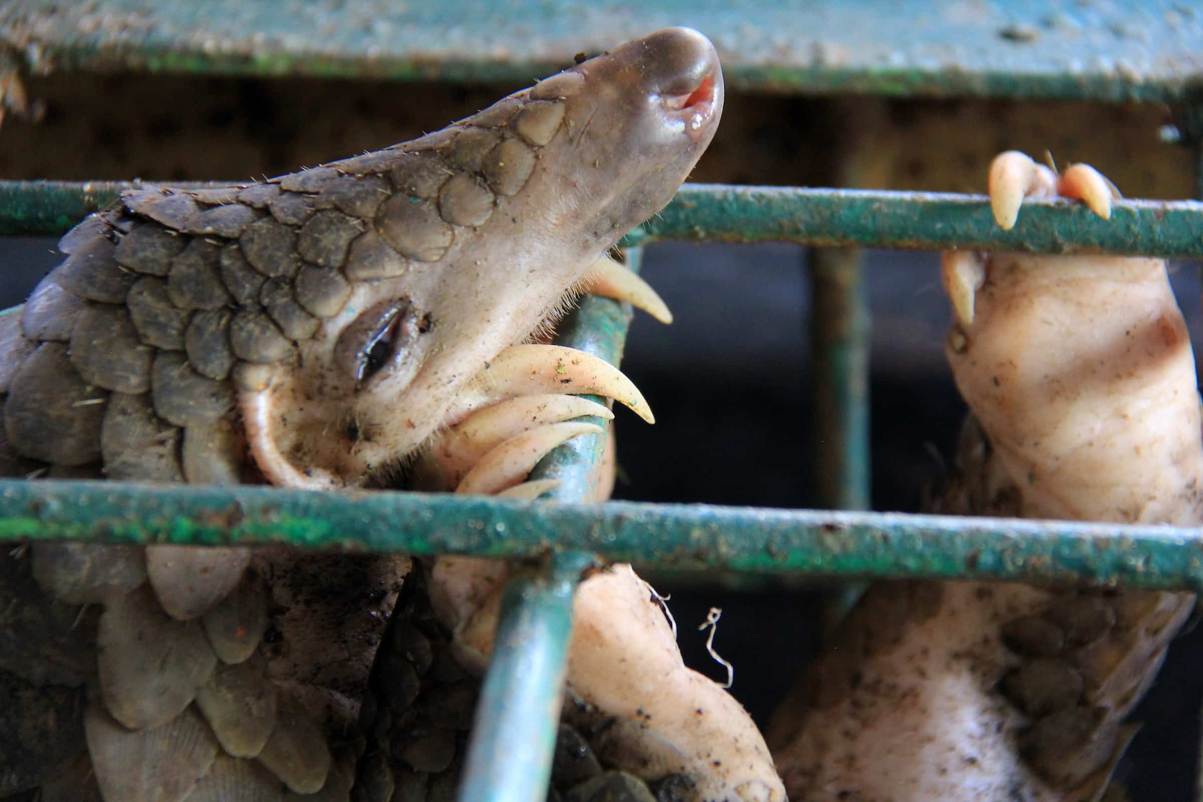 pangolin in a cage being illegally trafficked