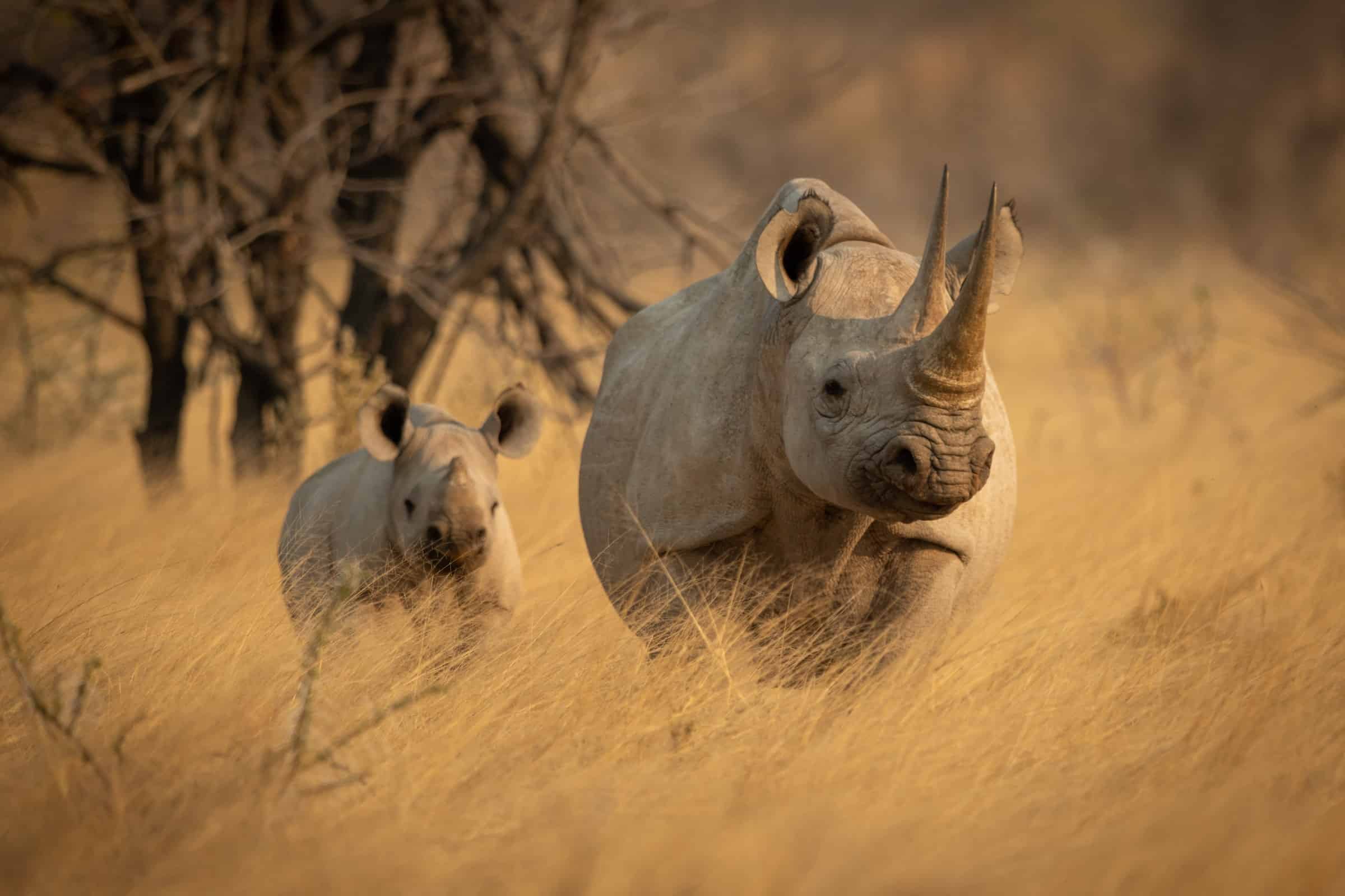 critically endangered black rhino and calf