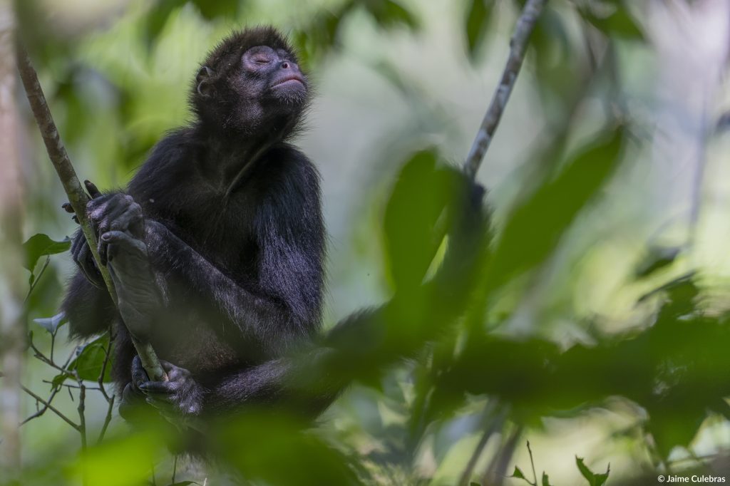 brown-headed spider monkey