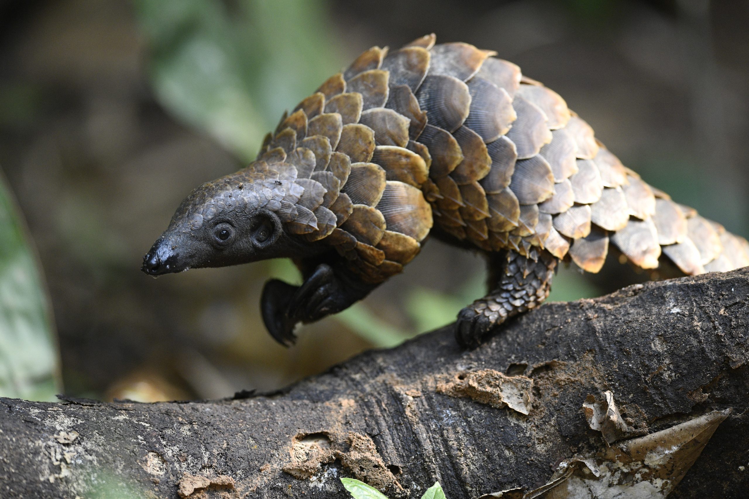 Black-bellied pangolin