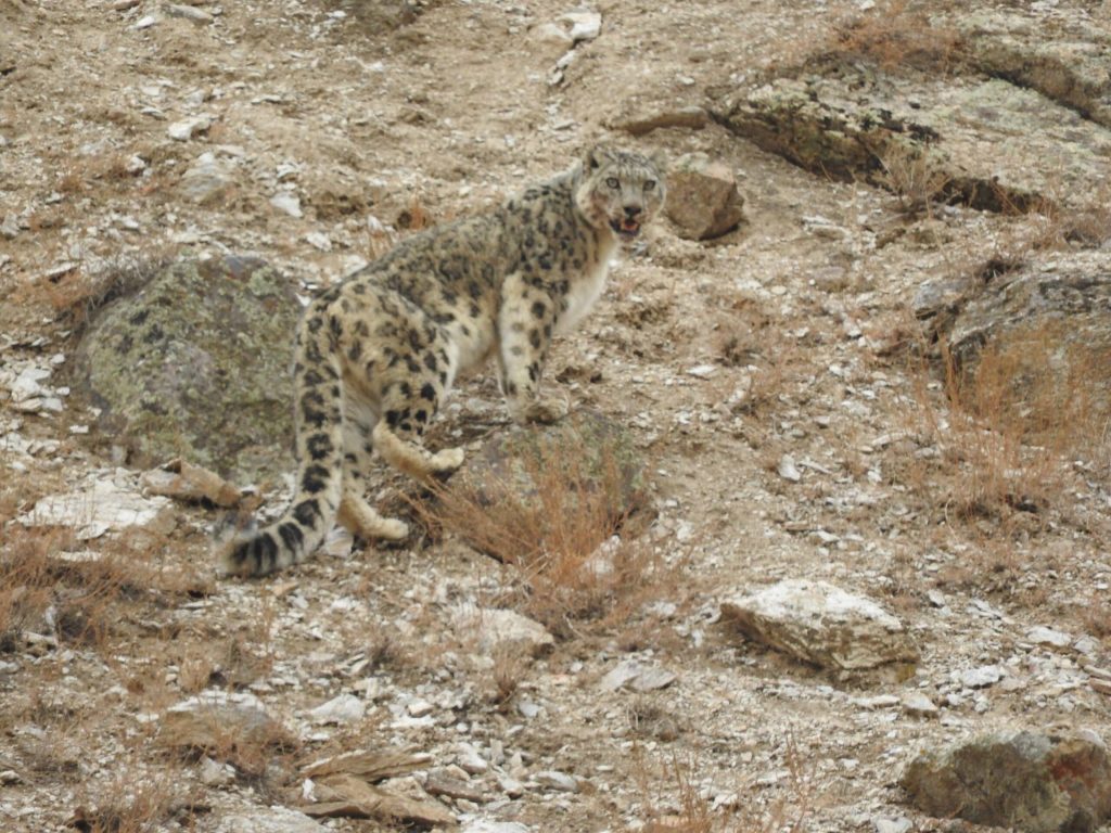 Snow leopard 