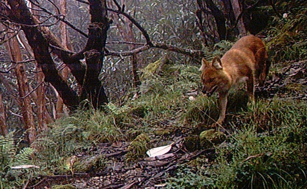 dhole_WCN_Scholar_2018_Monsoon Pokharel