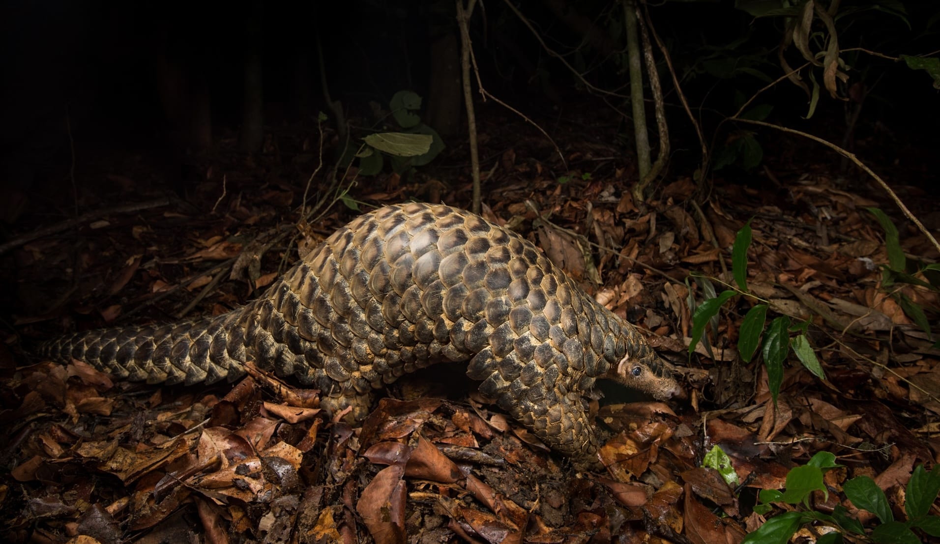Chinese pangolin