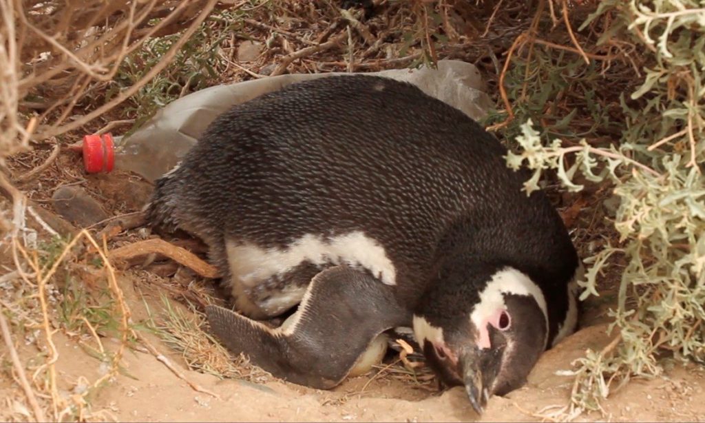 A penguin and her chick