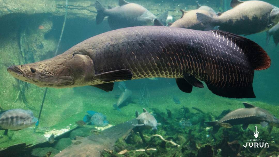 The arapaima—a river giant so large that nine people can stand side by side along one fish. Once nearly fished to extinction in the Juruá River by the 1990s, these armored titans can weigh up to 440 pounds and yield 150-pound boneless fillets.