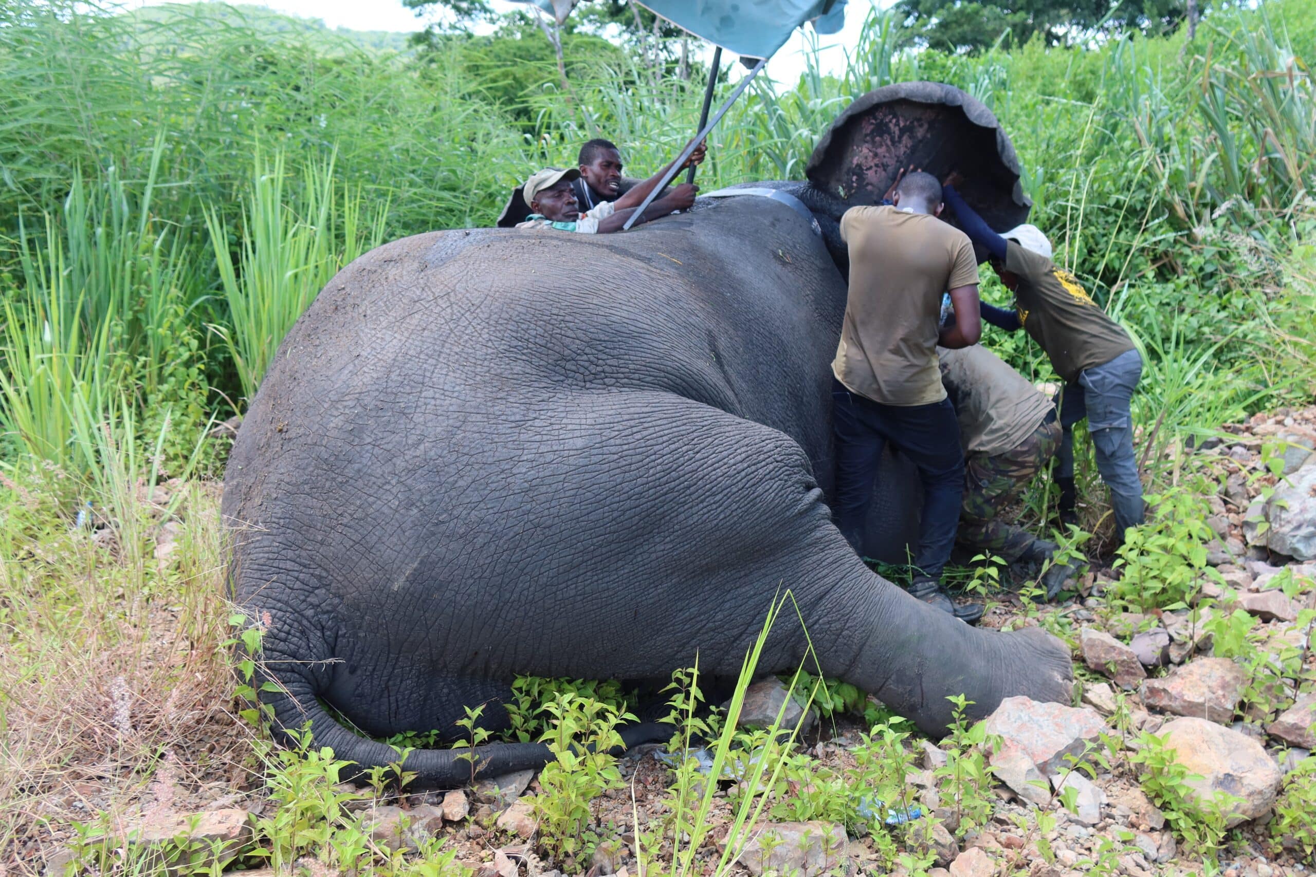 A seated elephant with five men working to put on a collar.