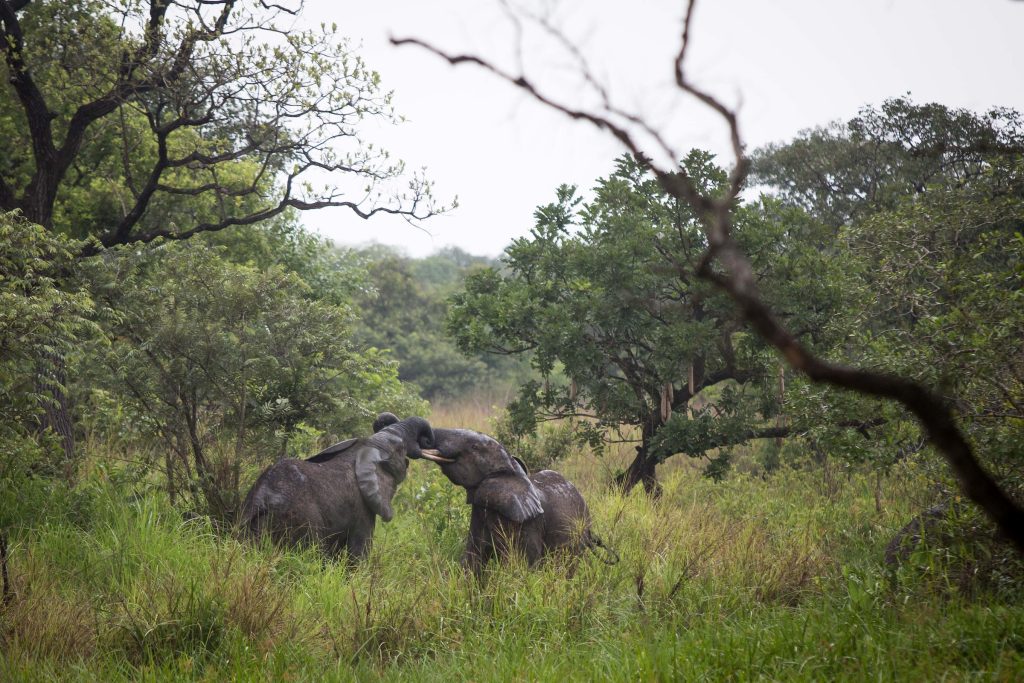 Forest elephants in Garamba National Park, Democratic Republic of Congo