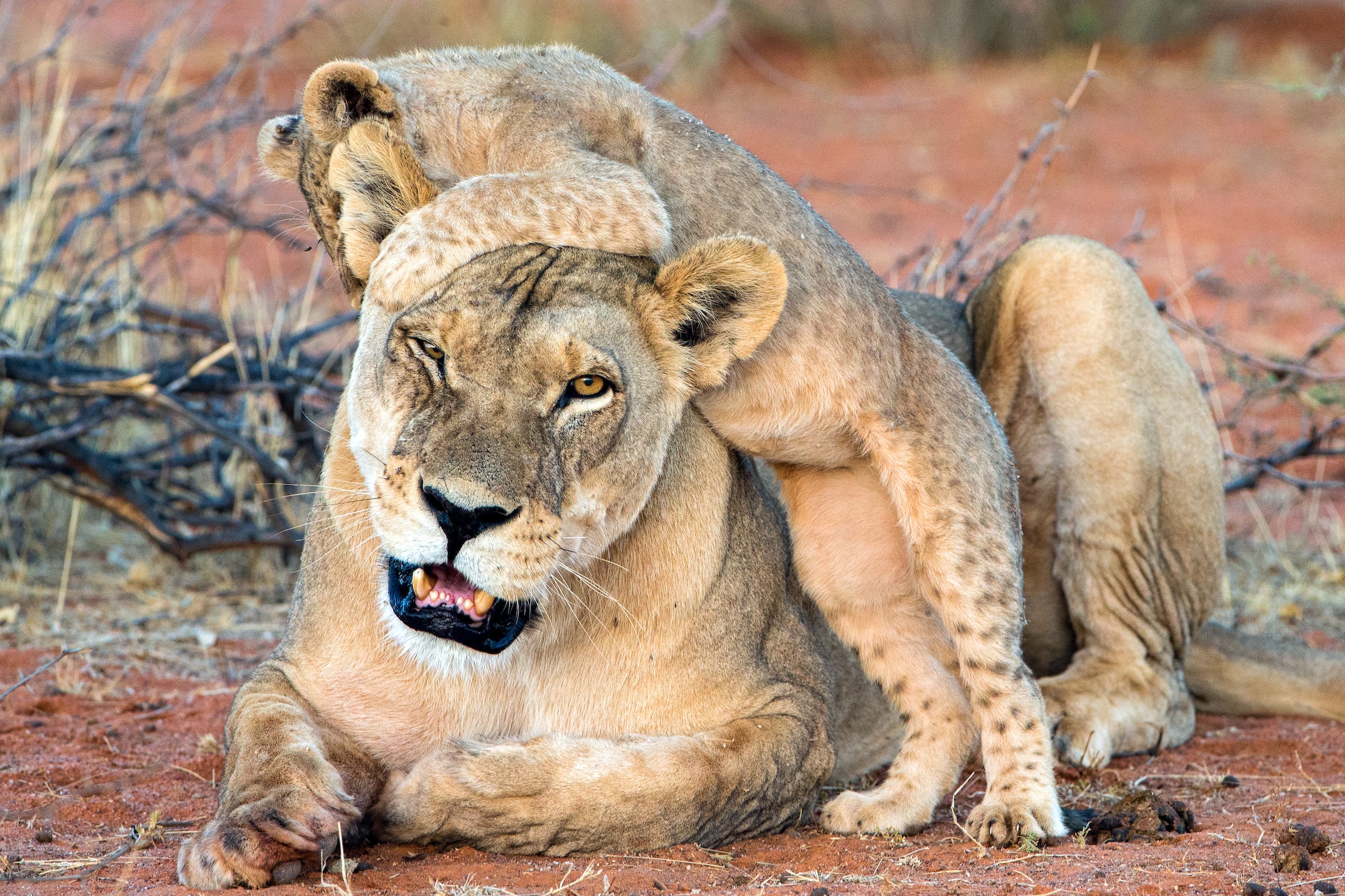 lion cub mother