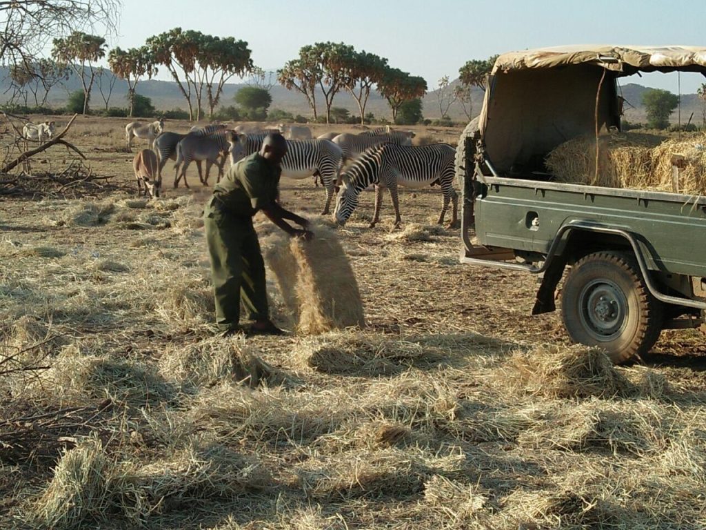 Conservationists feeding Grevy's zebra during 2017 drought 