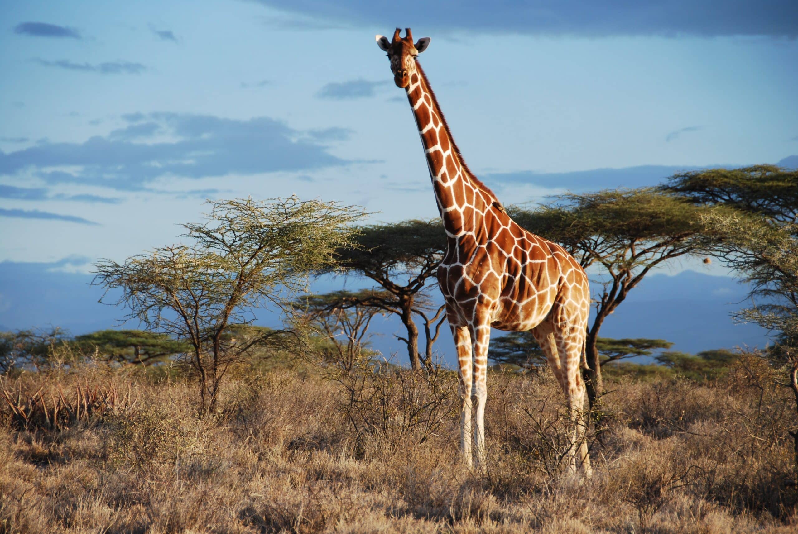 giraffe_© Julian Fennessy, GCF