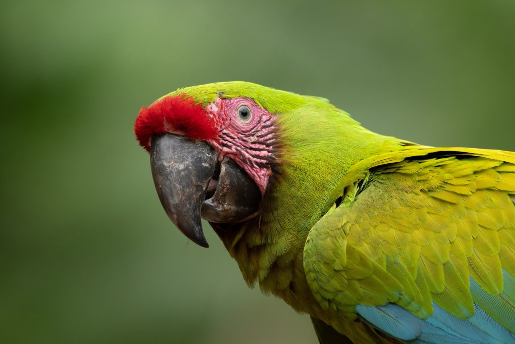 great green macaw (Corey Raffel)