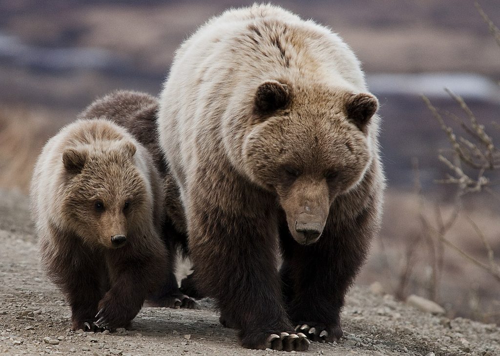 Grizzly bear mother and cubs