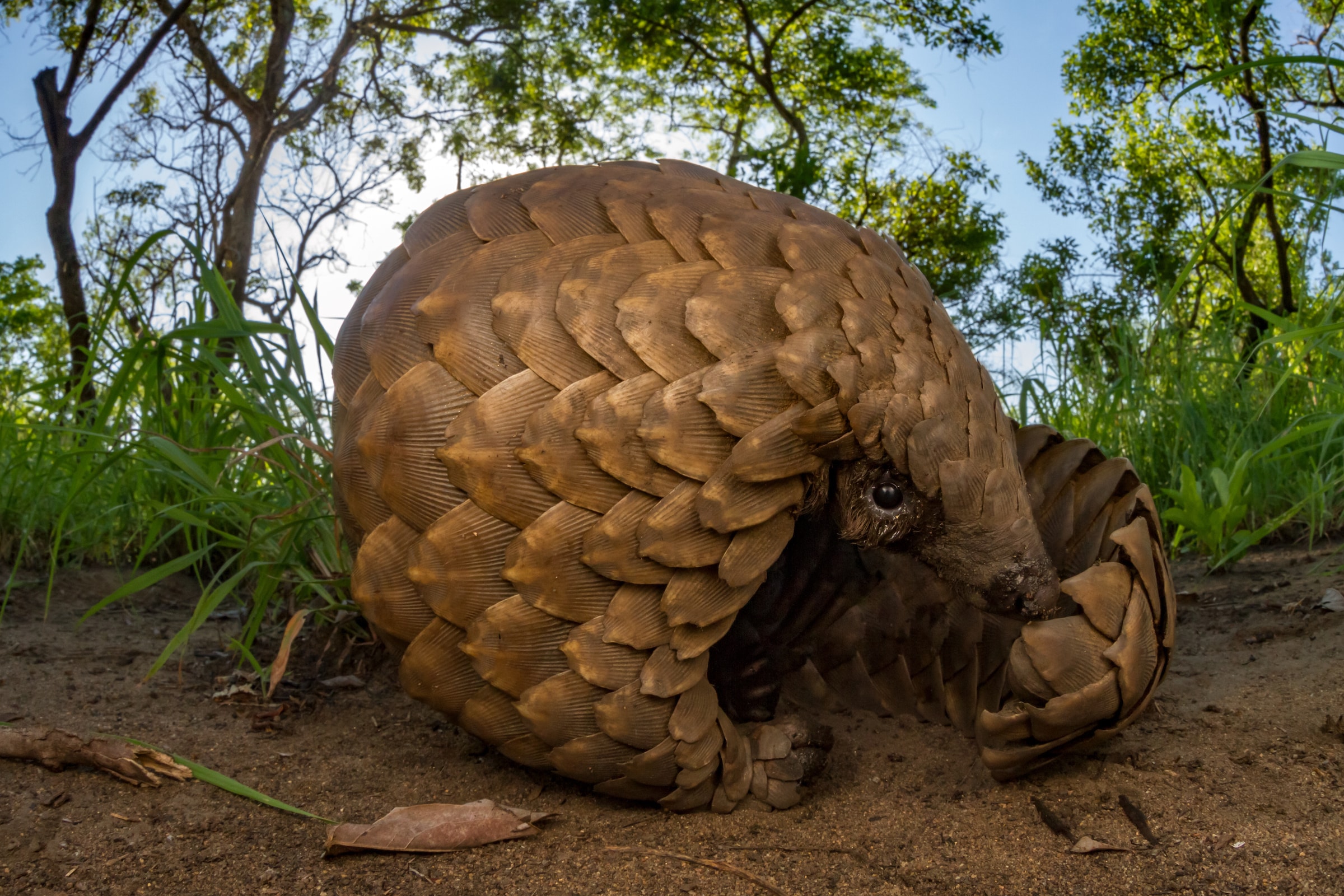 A ground pangolin