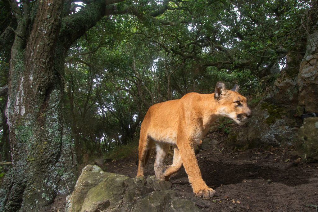 puma mountain lion California Sebastian Kennerknecht pumapix.com