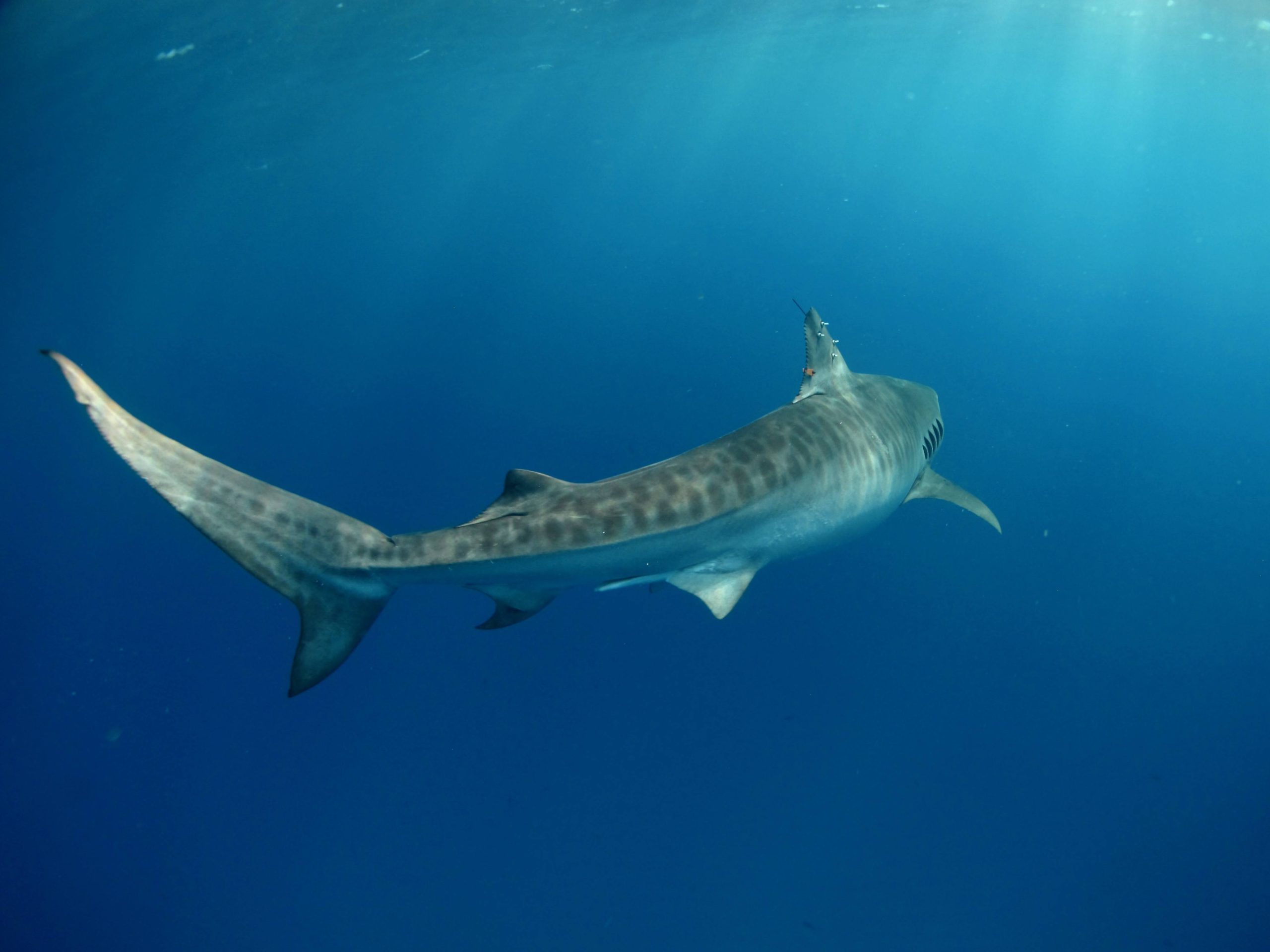 Tiger shark swims through the water