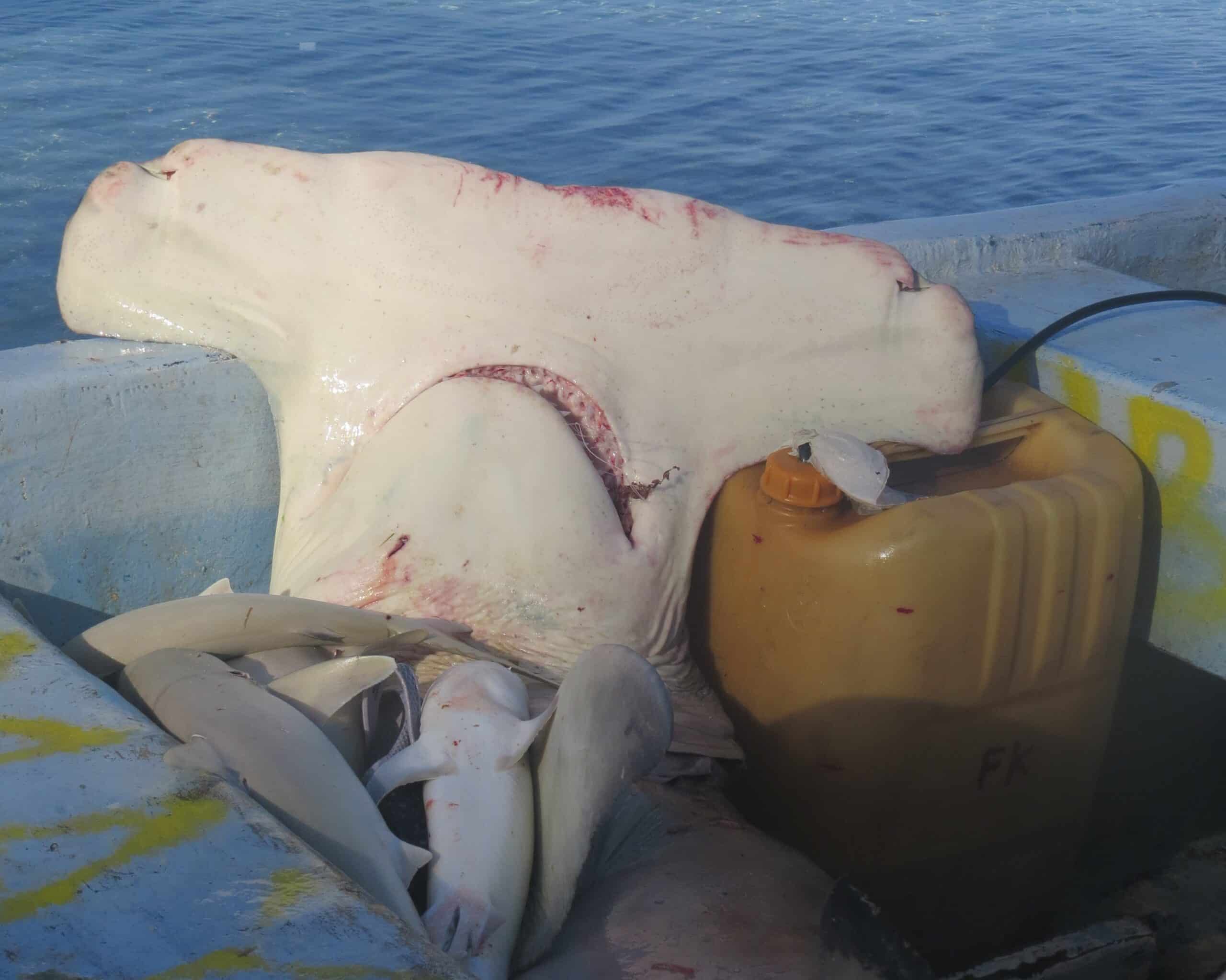 Sharks caught by fishermen