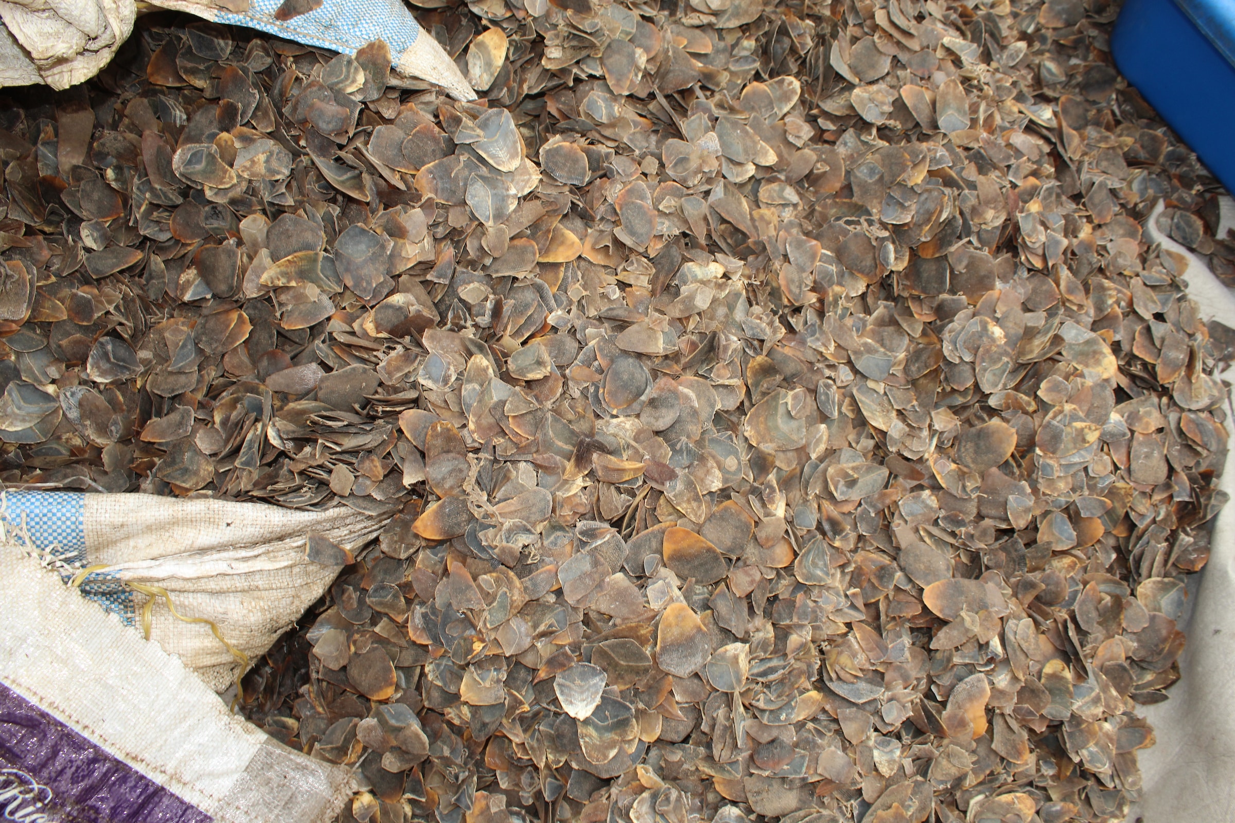 confiscated pangolin scales
