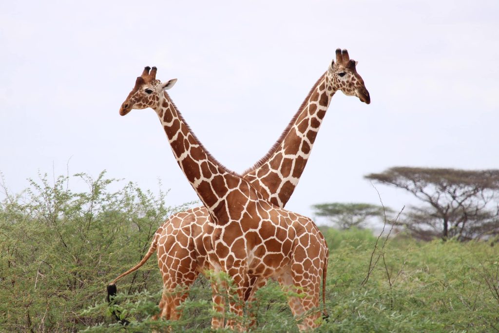 reticulated giraffe