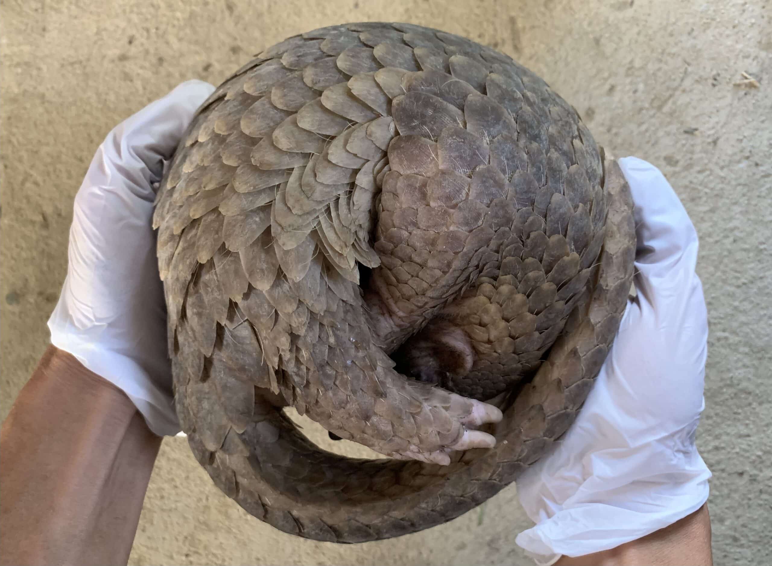 Palawan pangolin rehab