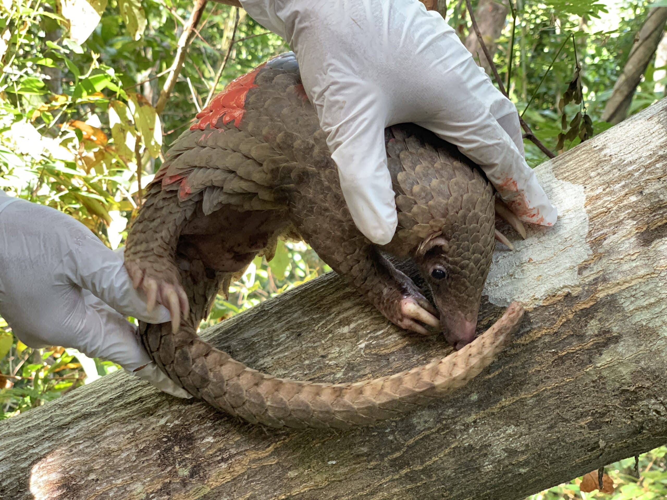 Palawan pangolin