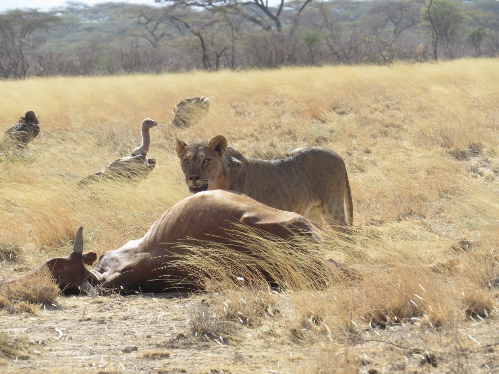 lion livestock cow conflict