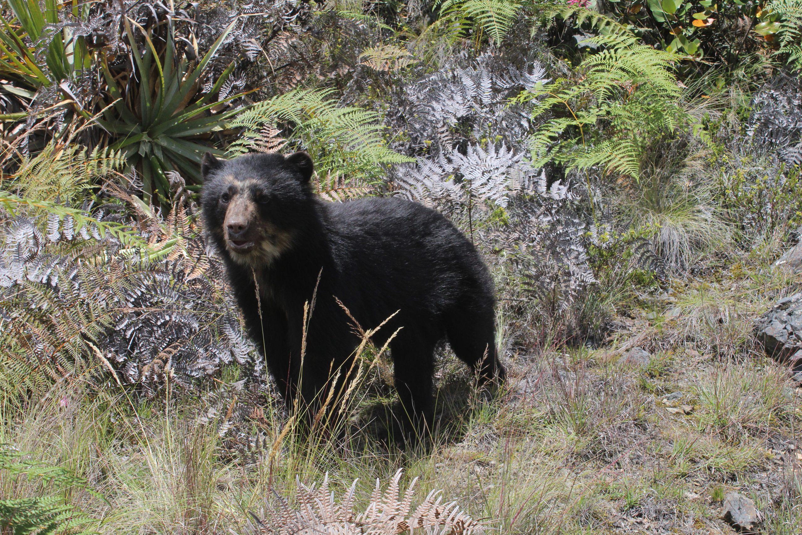 spectacled bear machu picchu