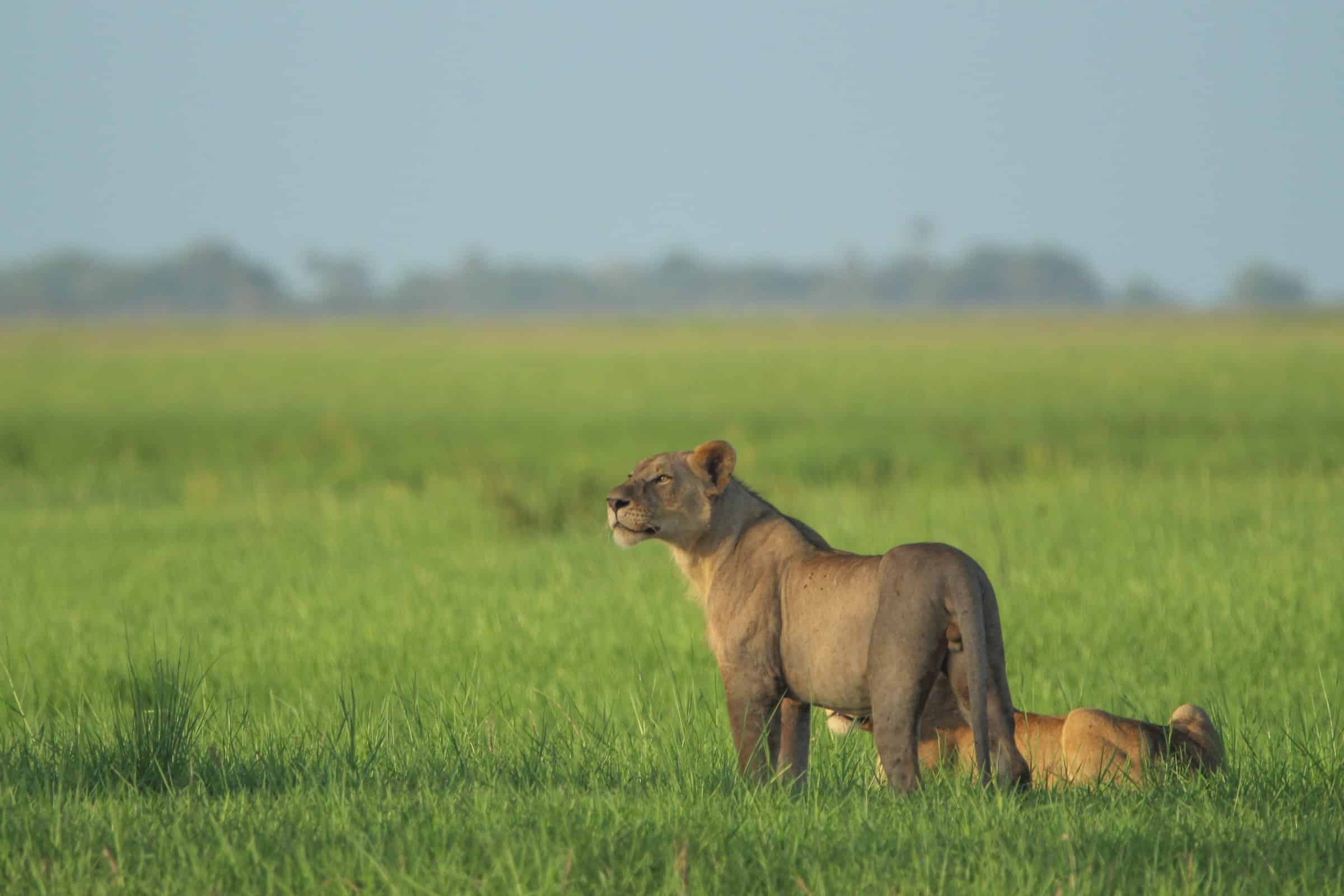 lions Willem Briers-Louw