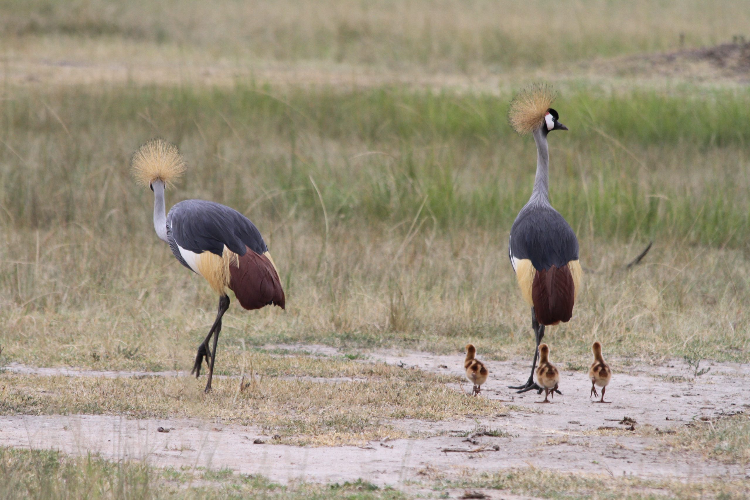 grey crowned crane