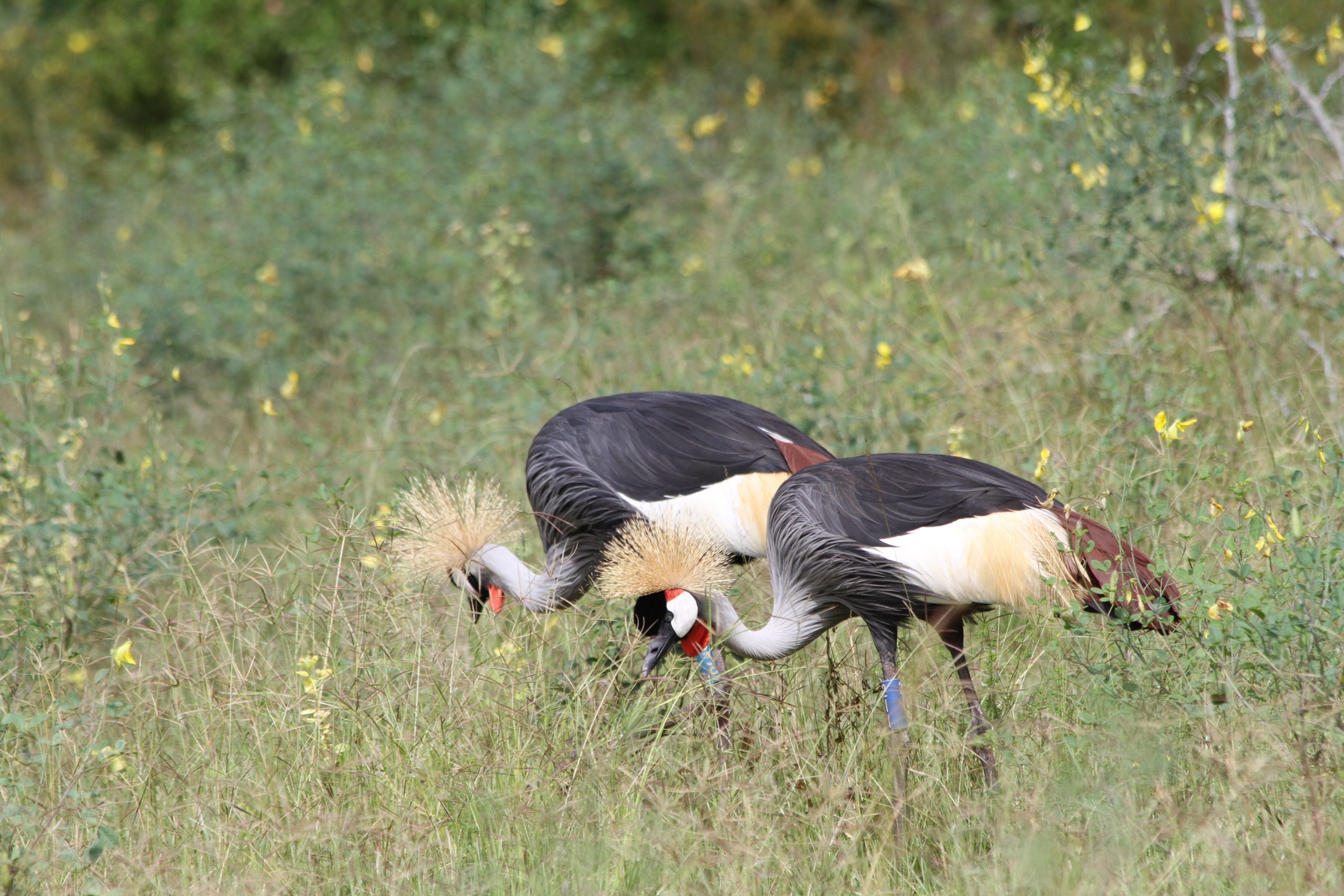 grey crowned cranes