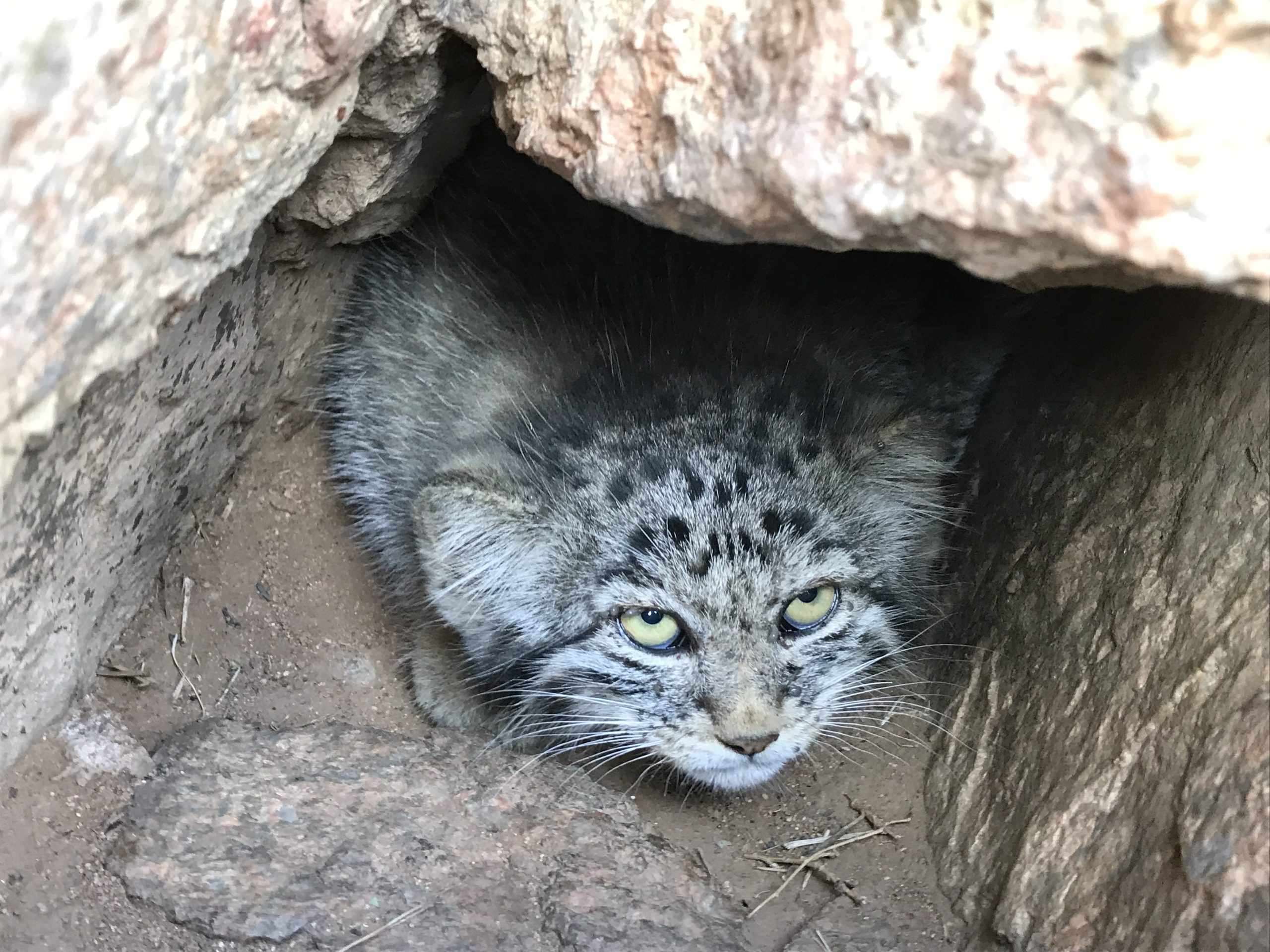 Manul pallas cat Mongolia