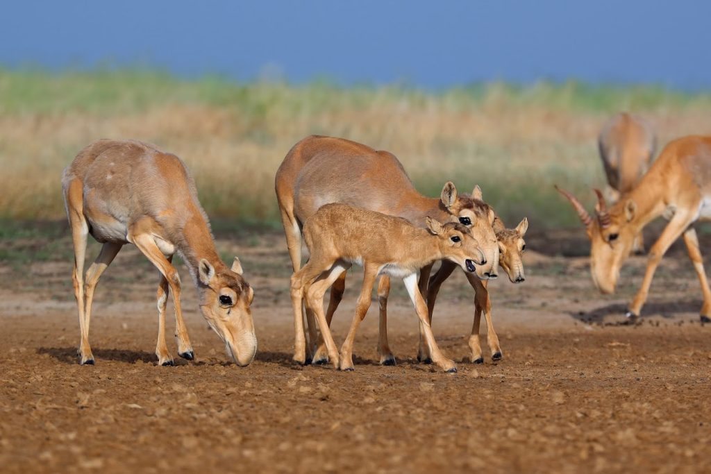 saiga antelope herd