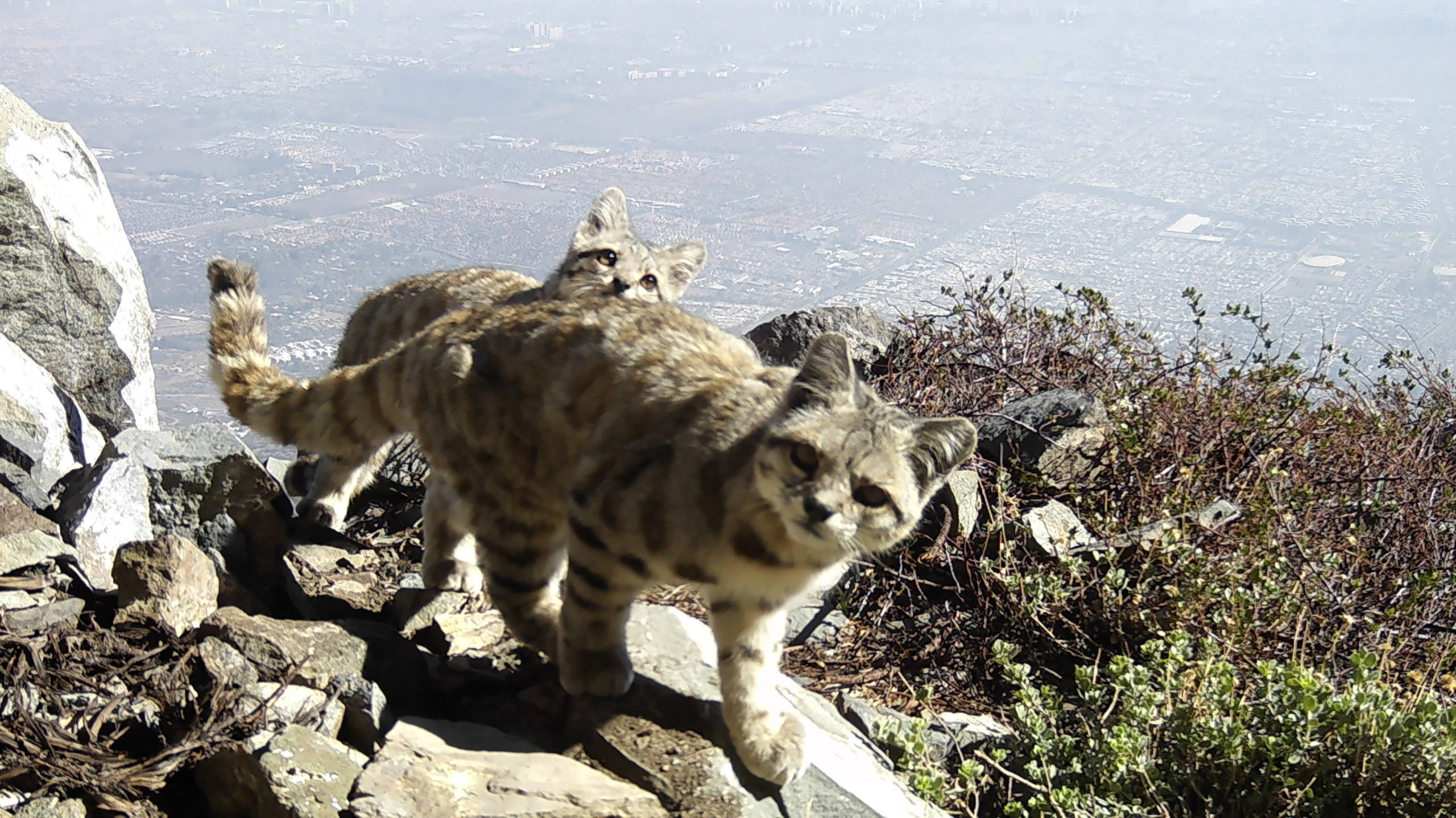 Andean cat Santiago Chile