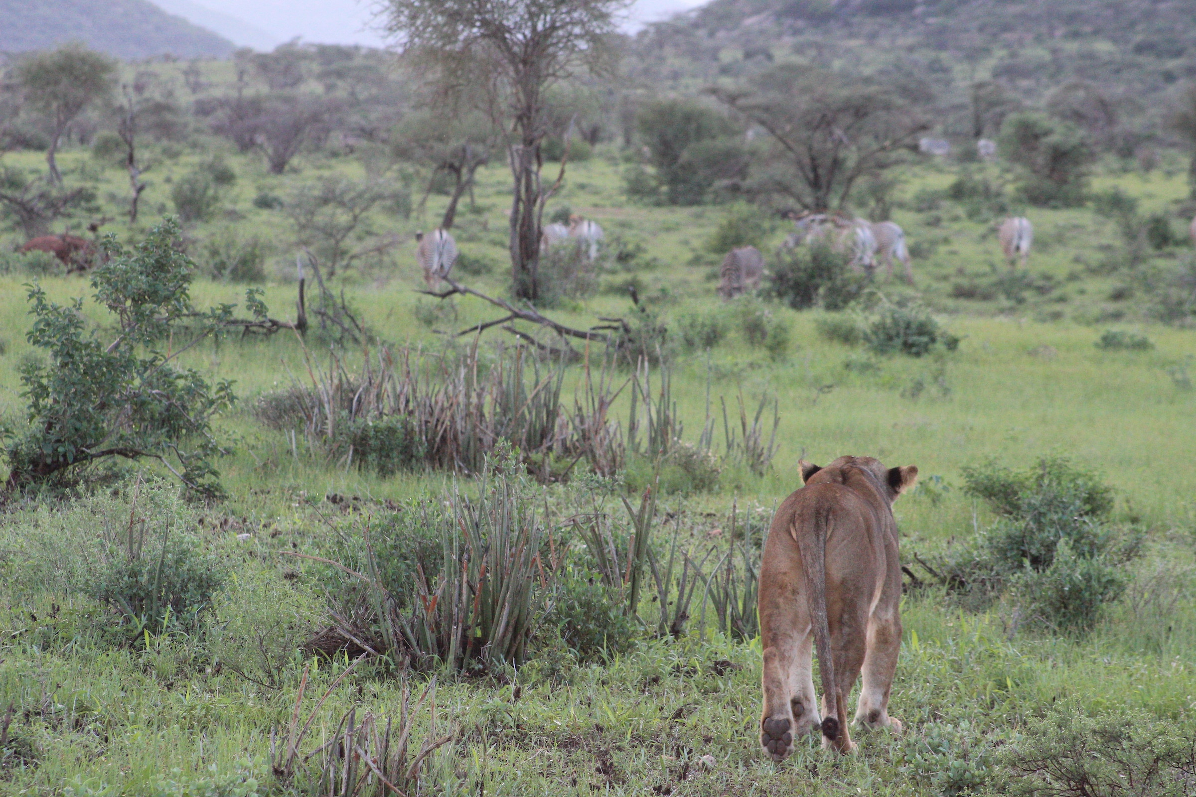 lion hunting Grevy's zebra