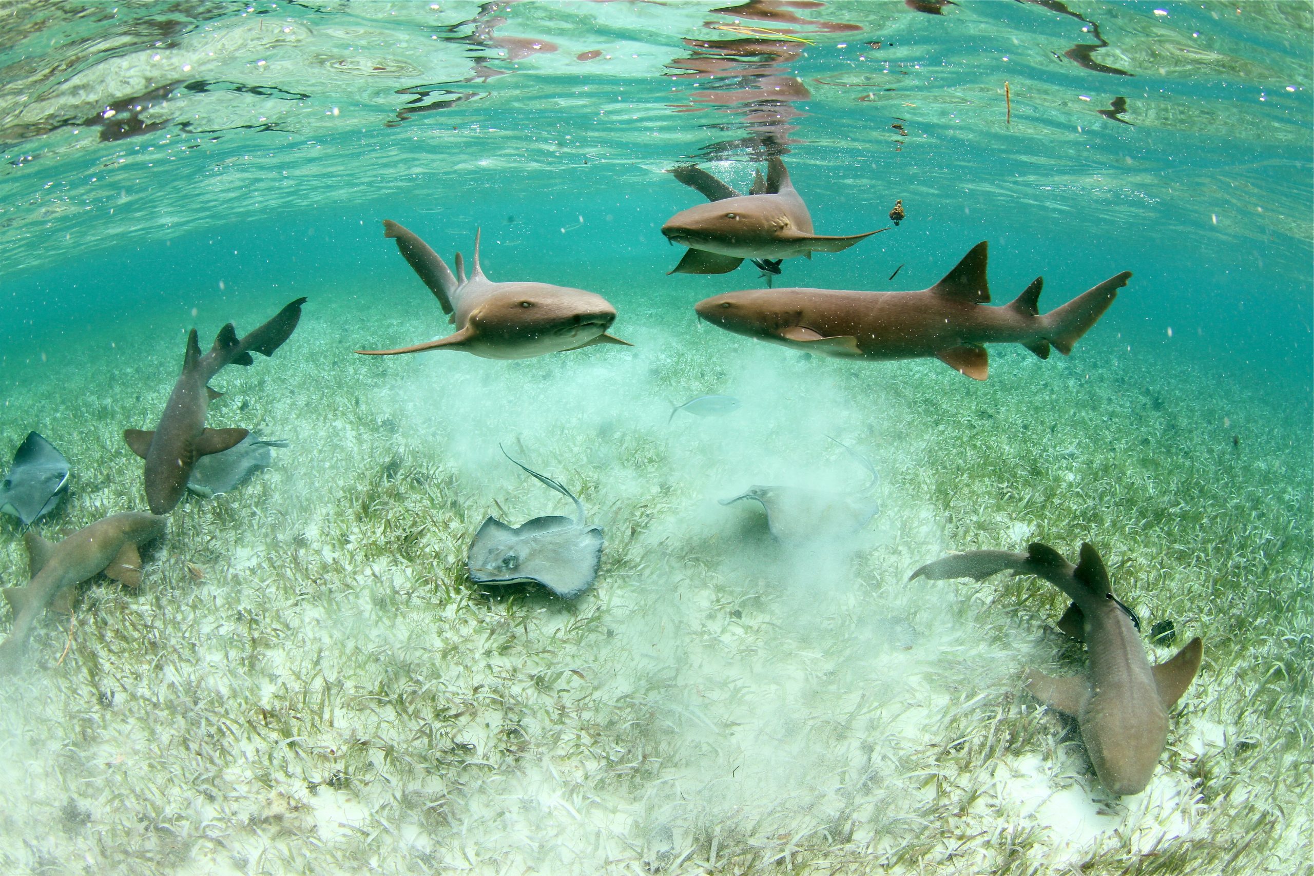 nurse shark