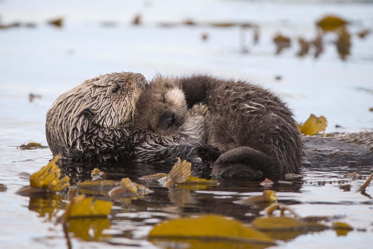 sea otter