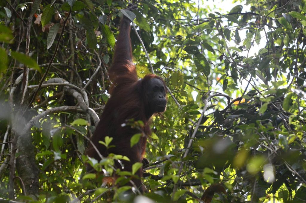 orangutan