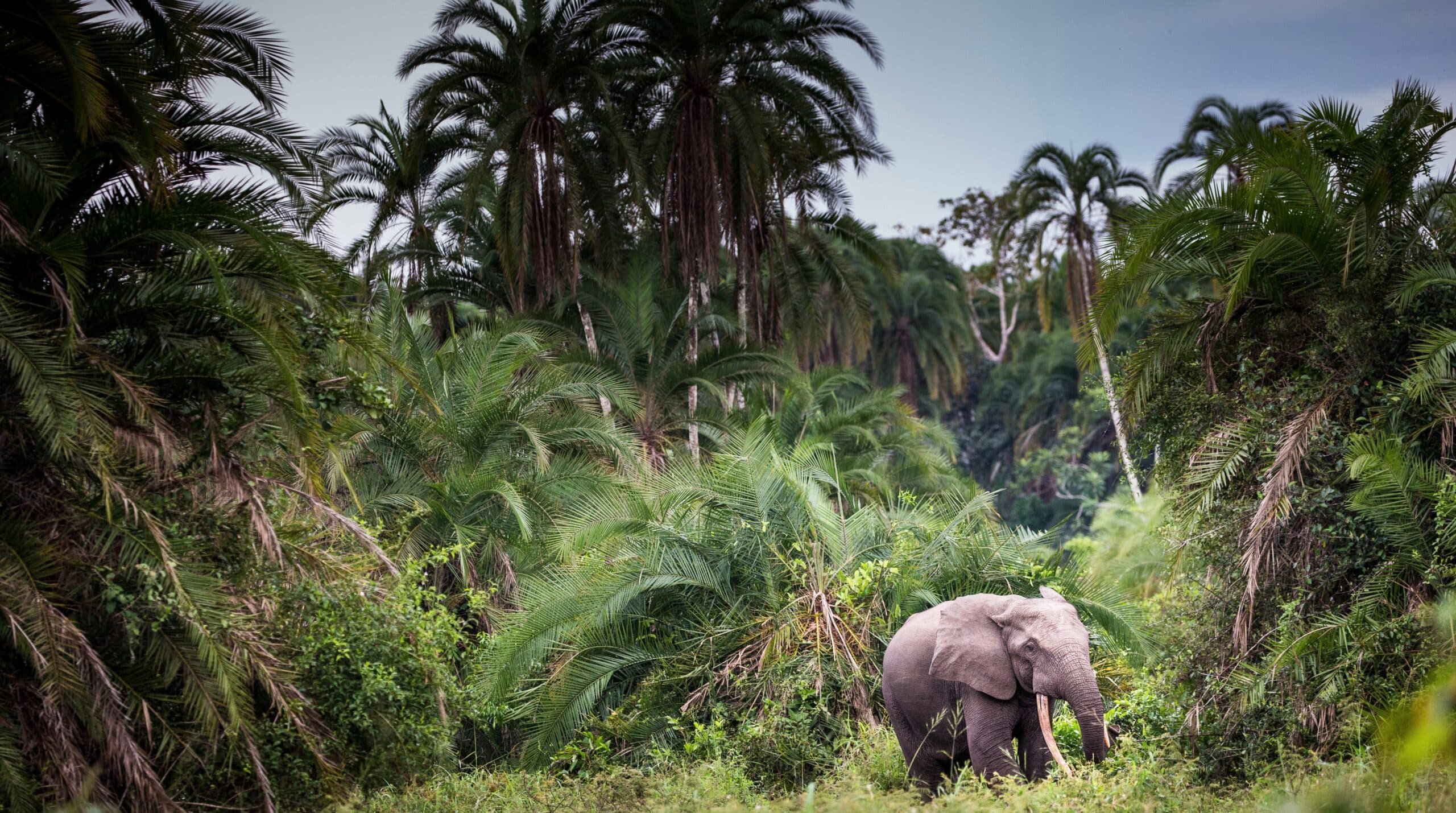 Aerial view of river meandering through dense forest.