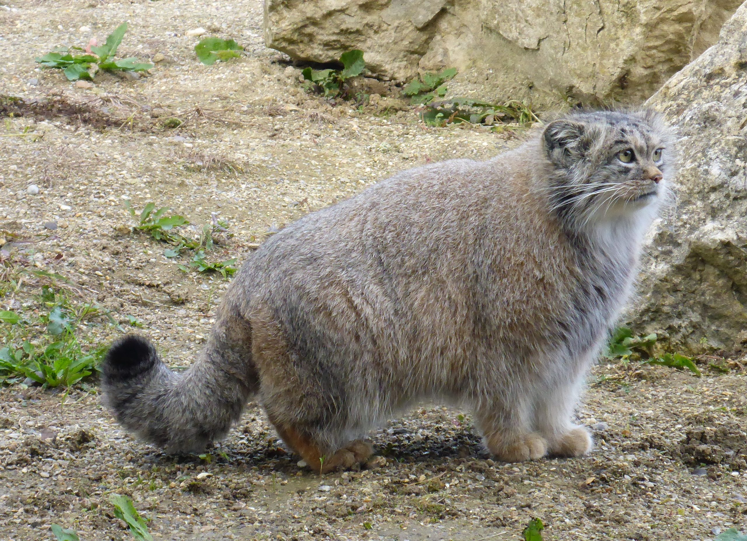 Manul pallas' cat