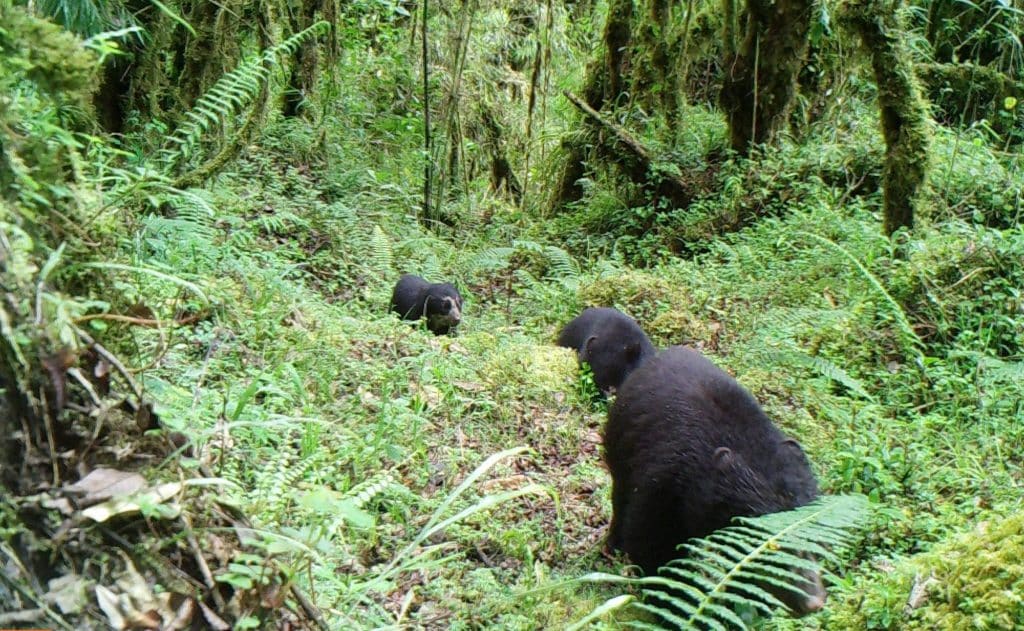 spectacled bears on camera Machu Picchu