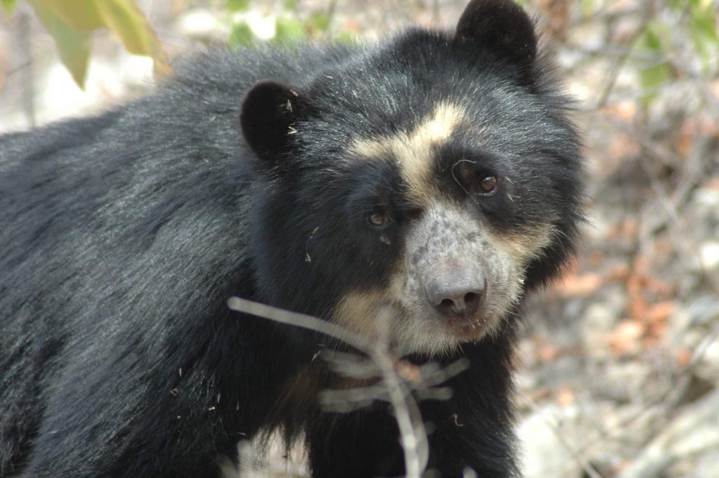A spectacled bear in Peru