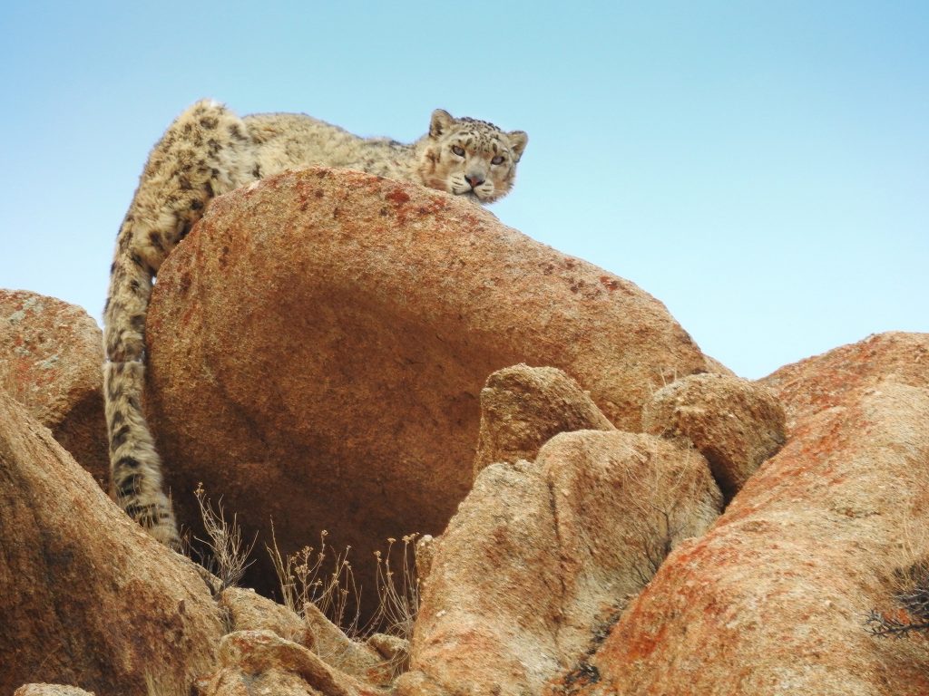 snow leopard on rock