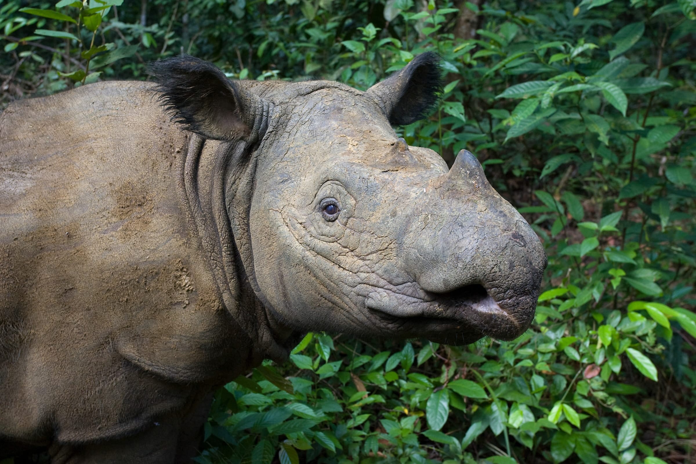 sumatran rhino