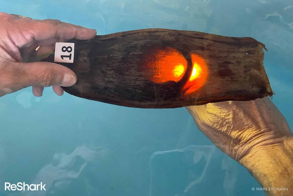leopard shark egg