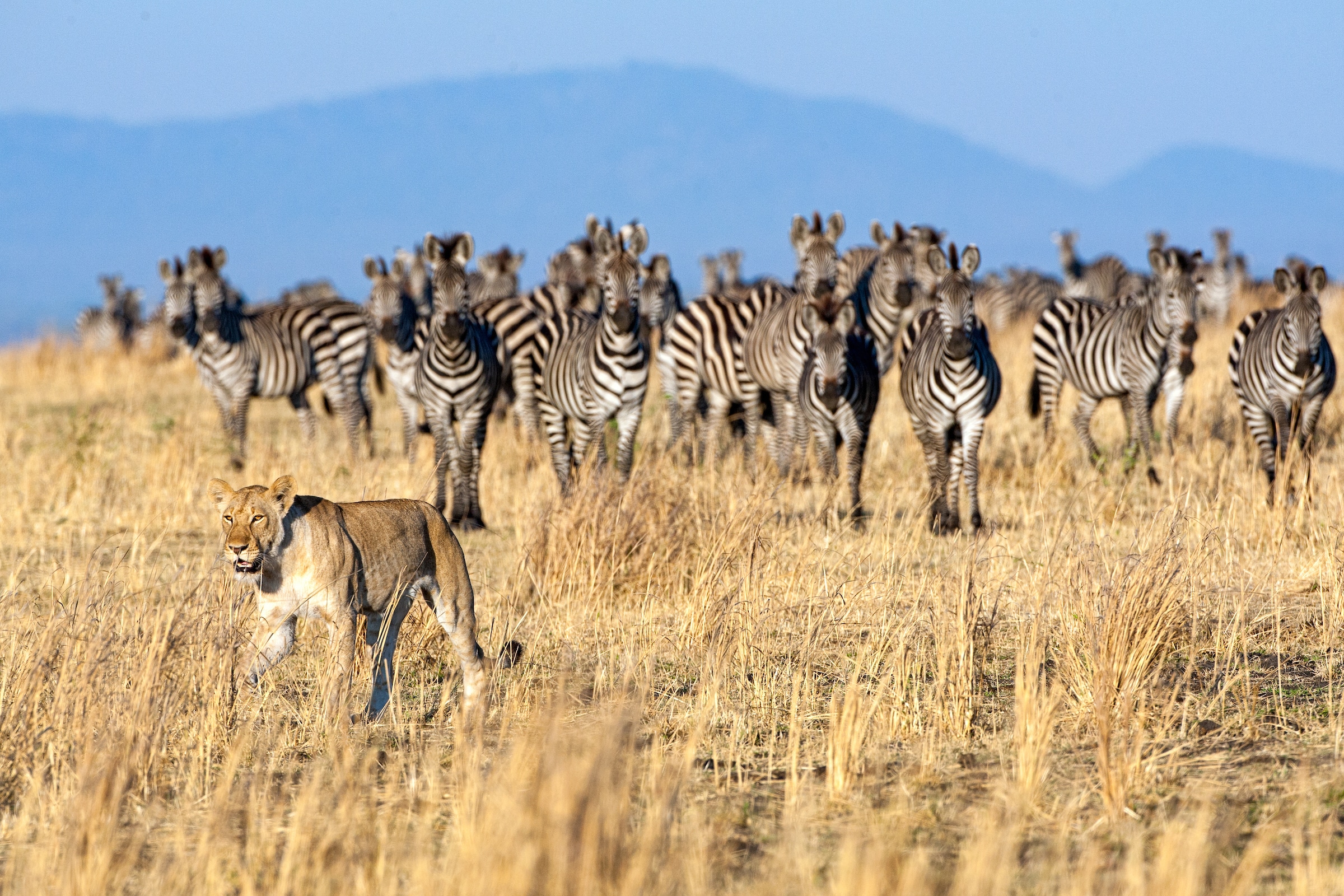 lion zebra herd Susan McConnell