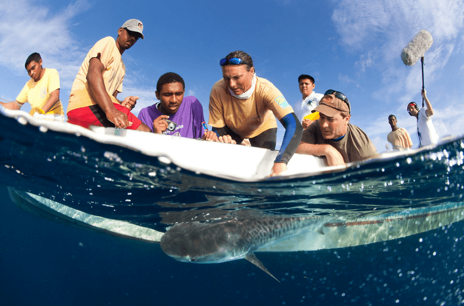 Dr. Rachel Graham from MarAlliance researches sharks