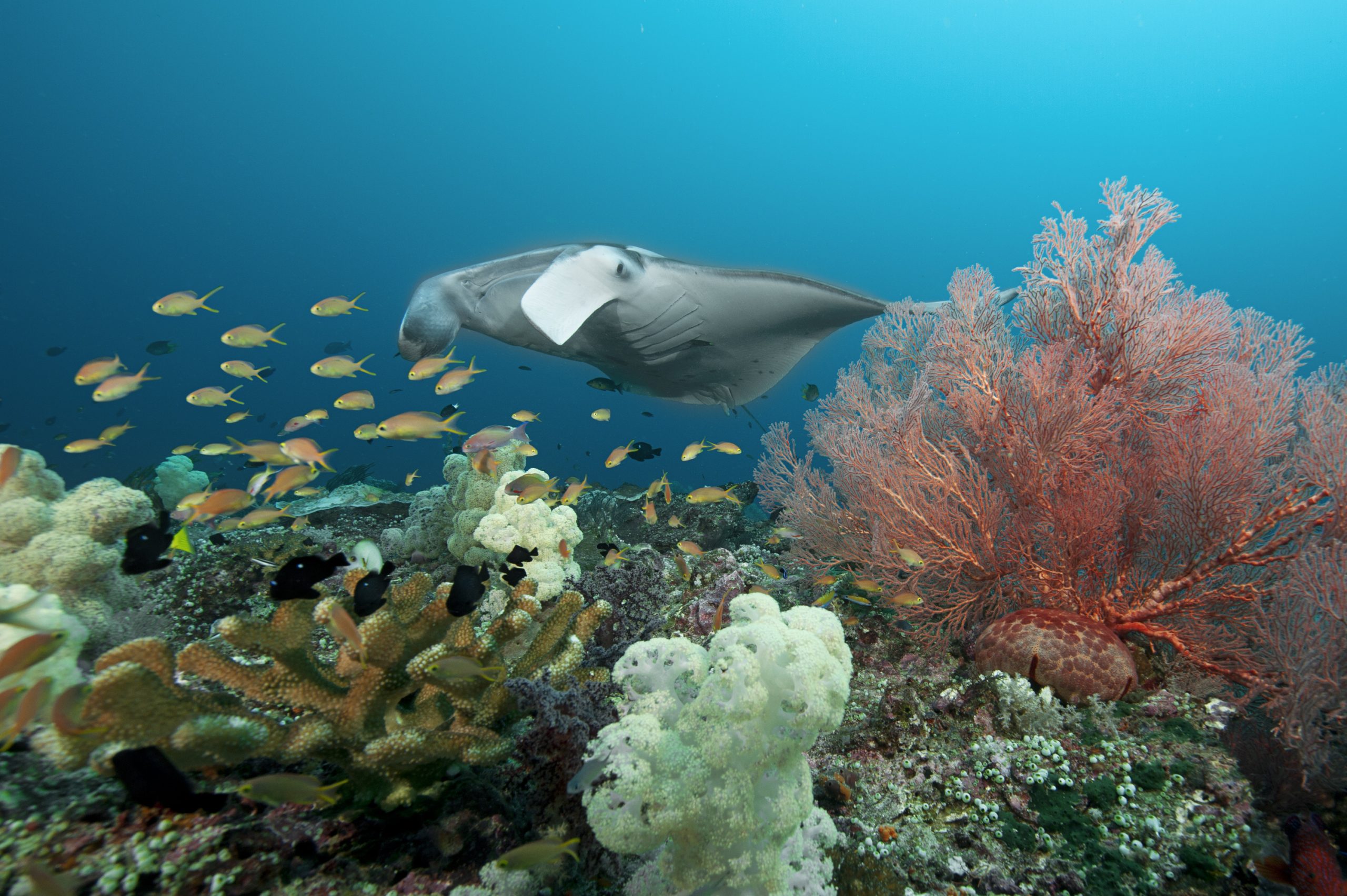 manta ray coral reef