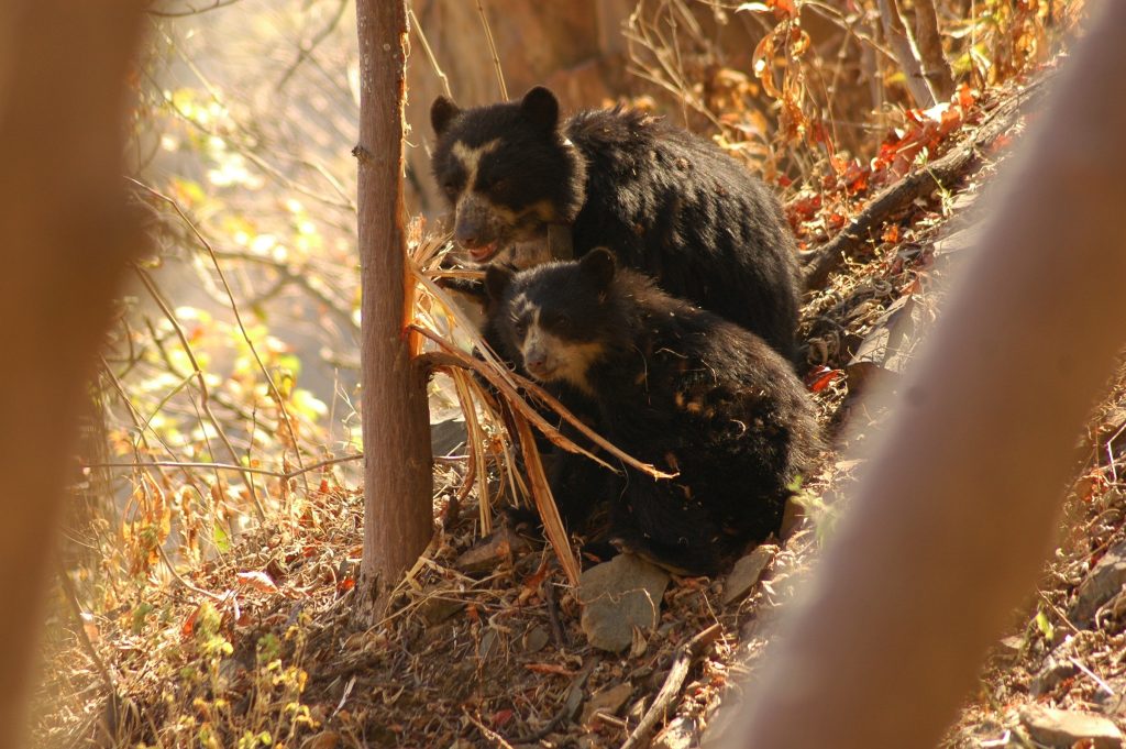 spectacled bear Peru