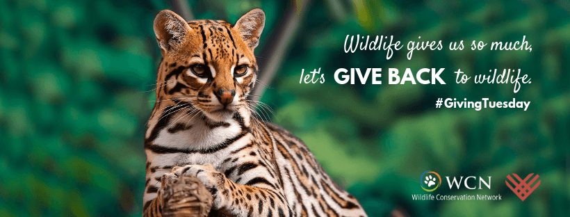 Ocelot #GivingTuesday Banner